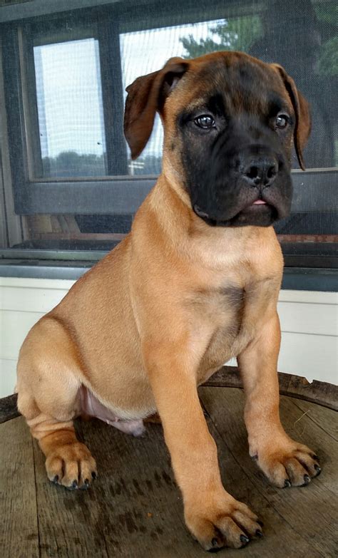 Bullmastiffs for sale near me - Bullmastiffs for Sale in Oregon Bullmastiffs in Oregon. Filter Dog Ads Search. Sort. Ads 1 - 8 of 716 . ... Daisy is a sweet 2 month old Bull Mastiff and Pit bull mix ...